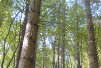 Mischwald in Rum&auml;nien