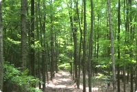 Gepflanzter Wald in Rum&auml;nien