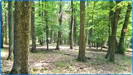 1400 ha Laubwald zu verkaufen in Region 01