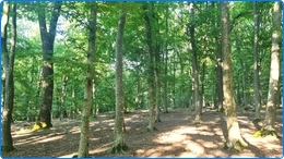 450 ha Laubwald zu verkaufen in Region 01